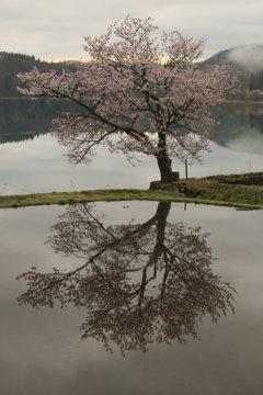 一本桜
