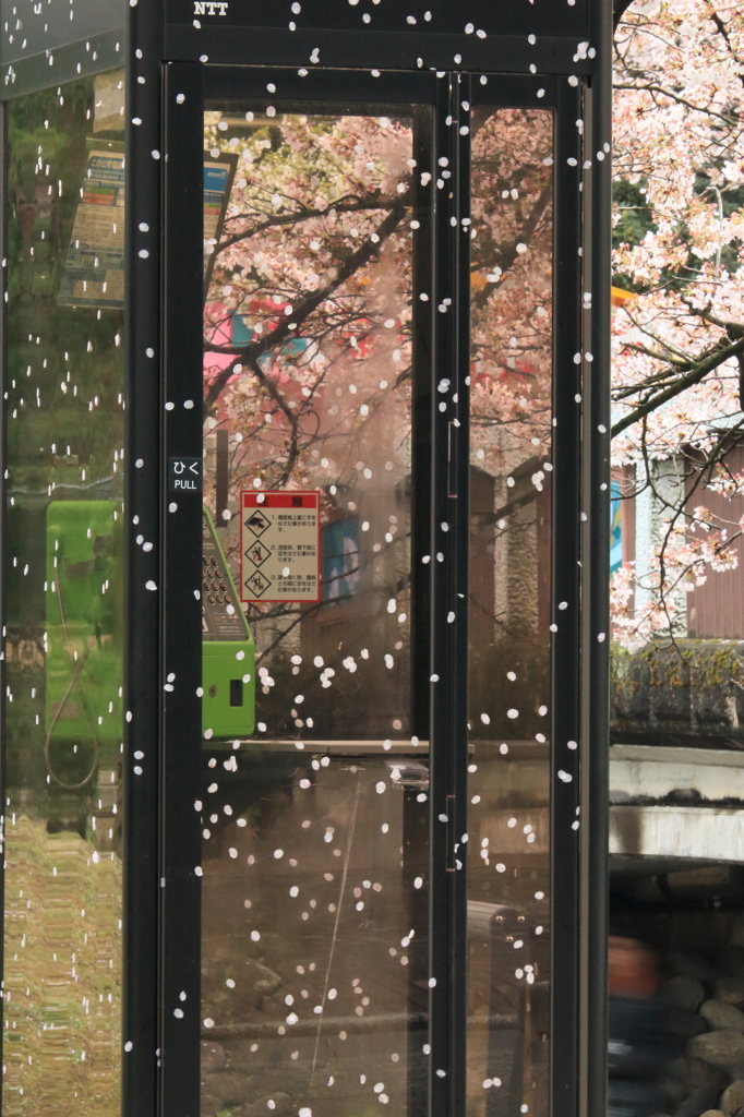 sakura いろ