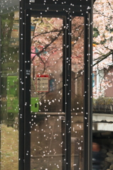 sakura いろ