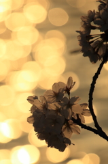 sakura