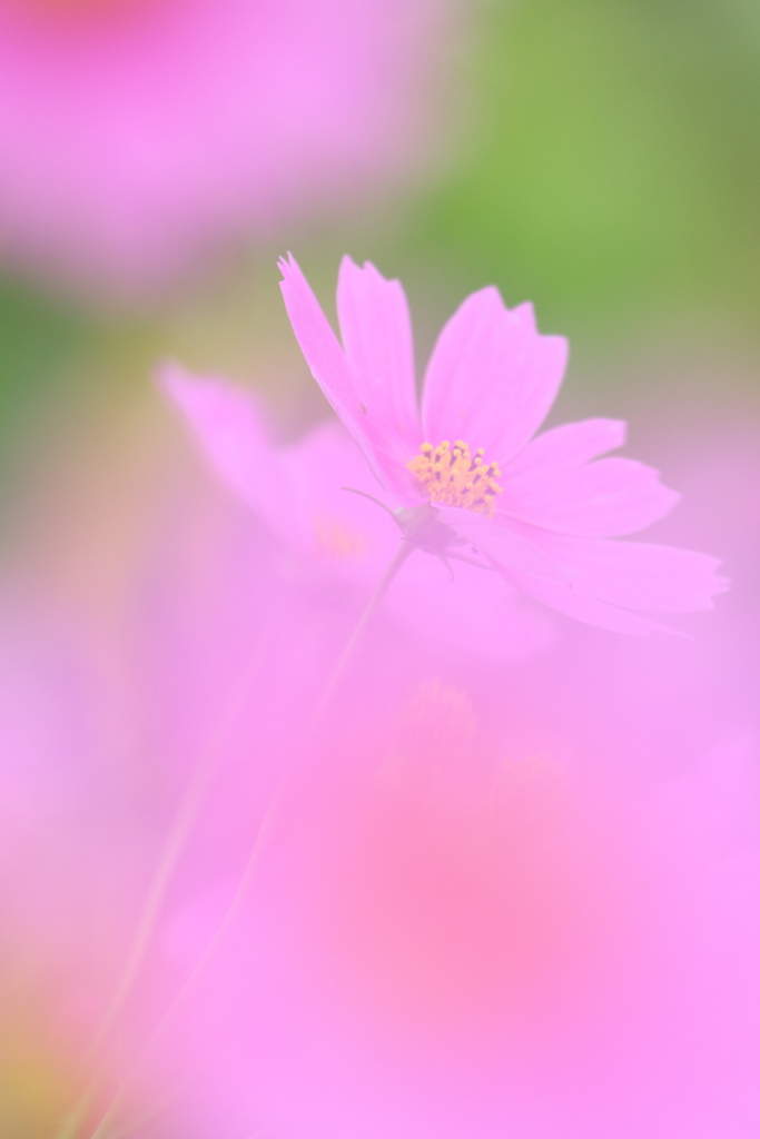 こすもす