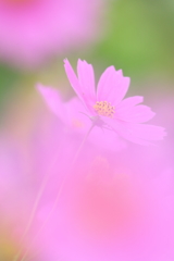 こすもす