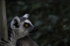 眼力