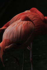 ペリカン