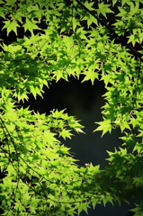 green green