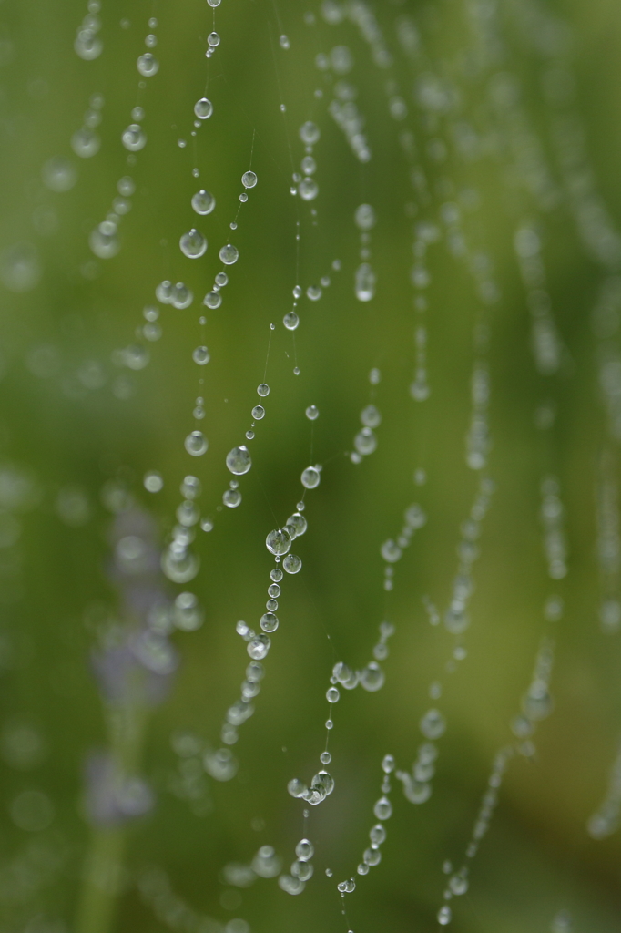 雨あがる