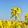 菜の花　独り立ち