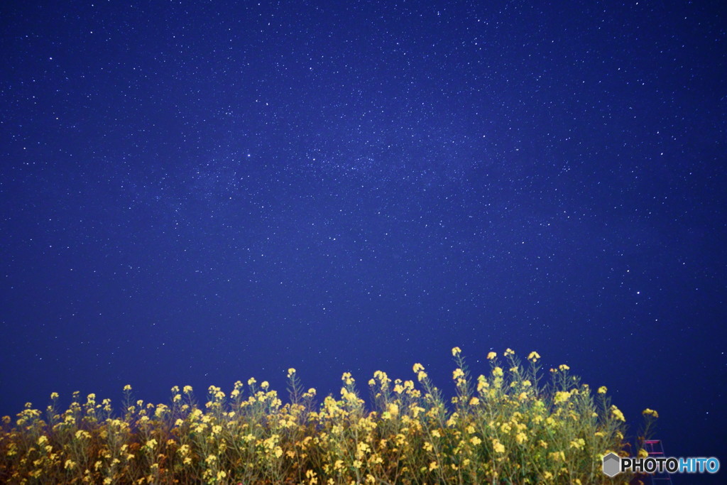 夜の菜の花畑