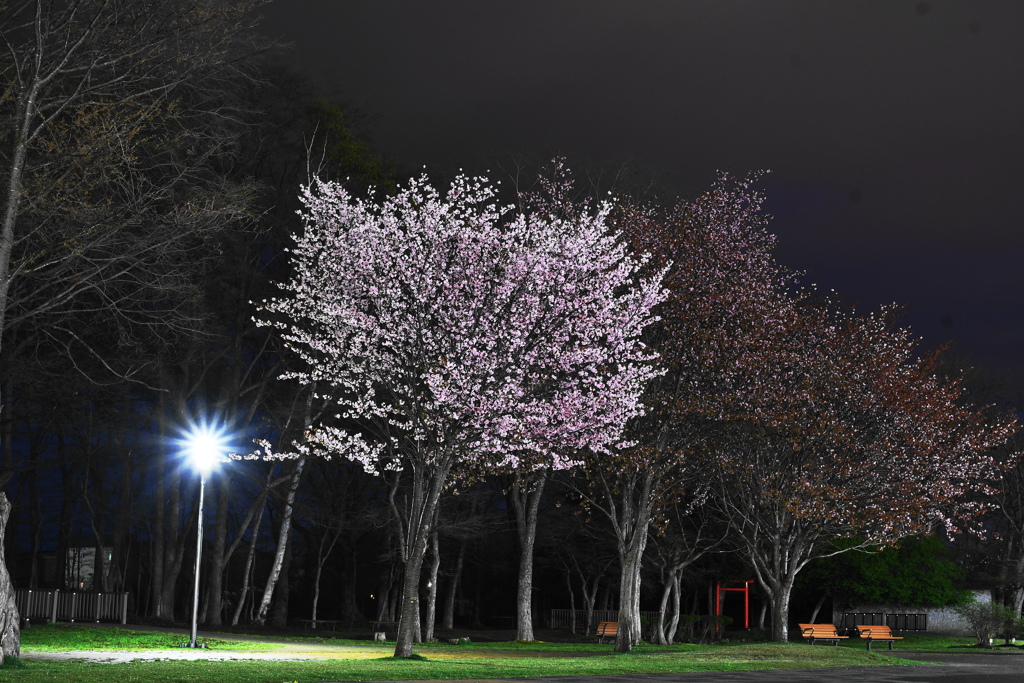 夜桜