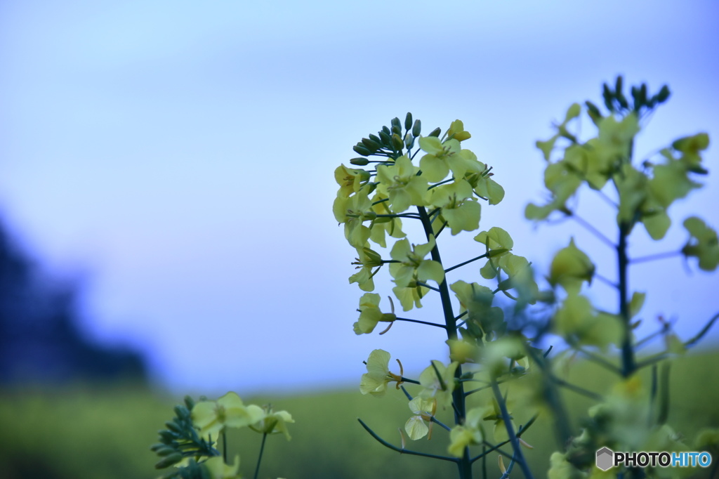 薄暗い菜の花