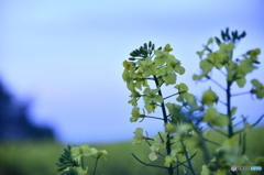 薄暗い菜の花