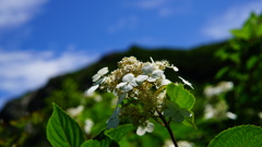 山花と