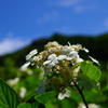 山花と