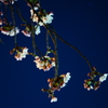 夜桜