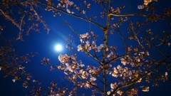 夜桜