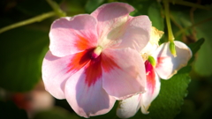 朝花
