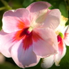 朝花