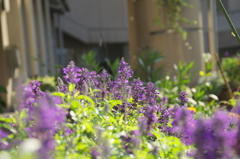夏花壇