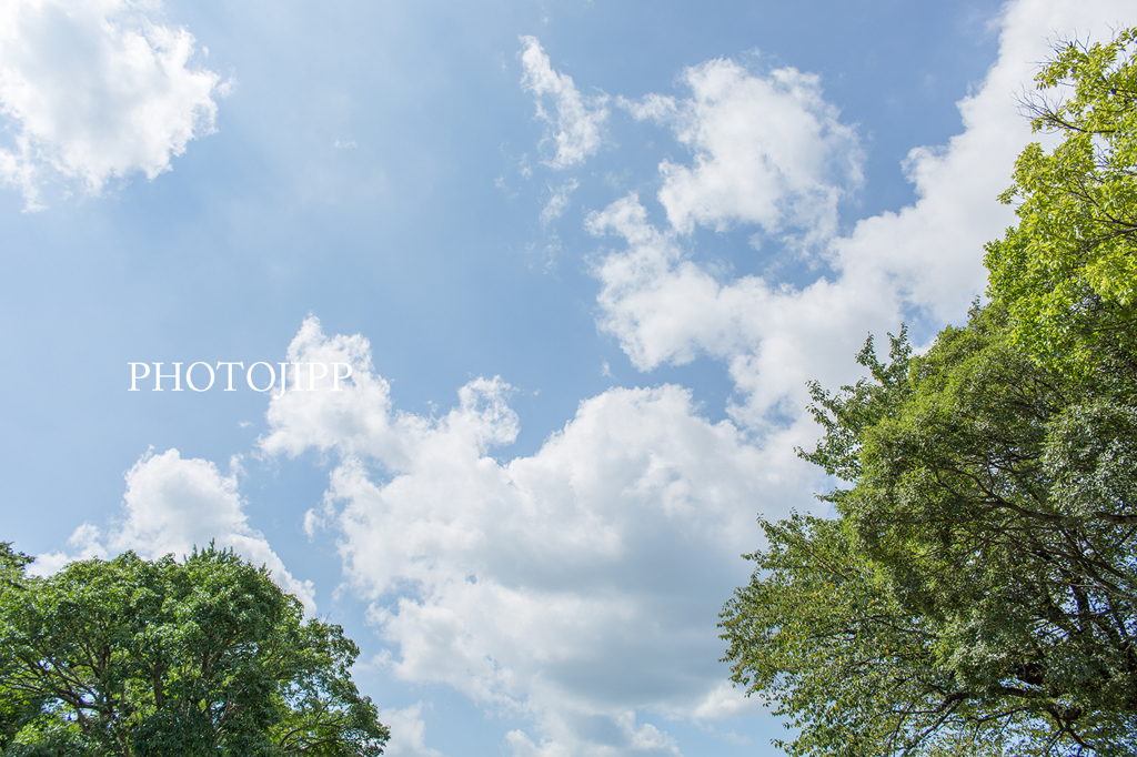 木と青空