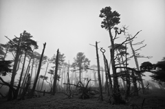 大台ケ原　トウヒの林