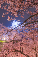 桜の鶴山公園
