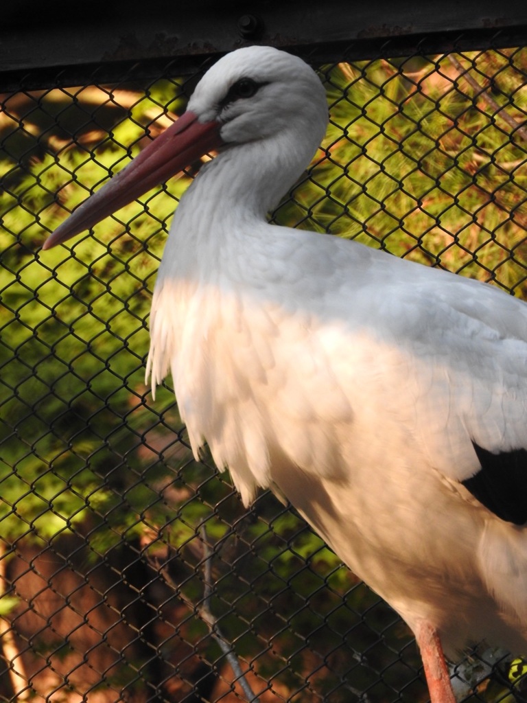 盛岡市動物公園