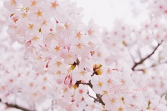 桜