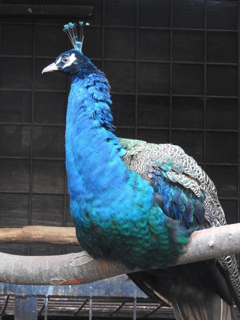 盛岡市動物公園