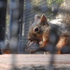 盛岡市動物公園