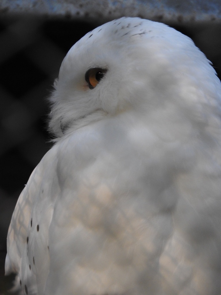 盛岡市動物公園