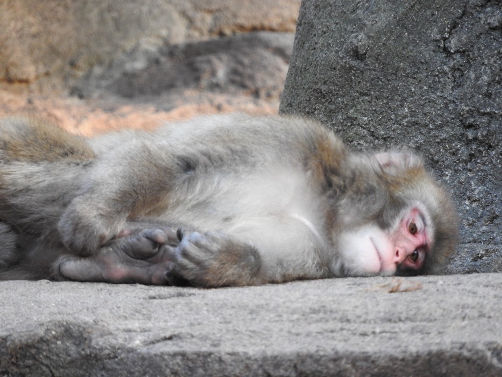 盛岡市動物公園