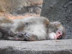 盛岡市動物公園