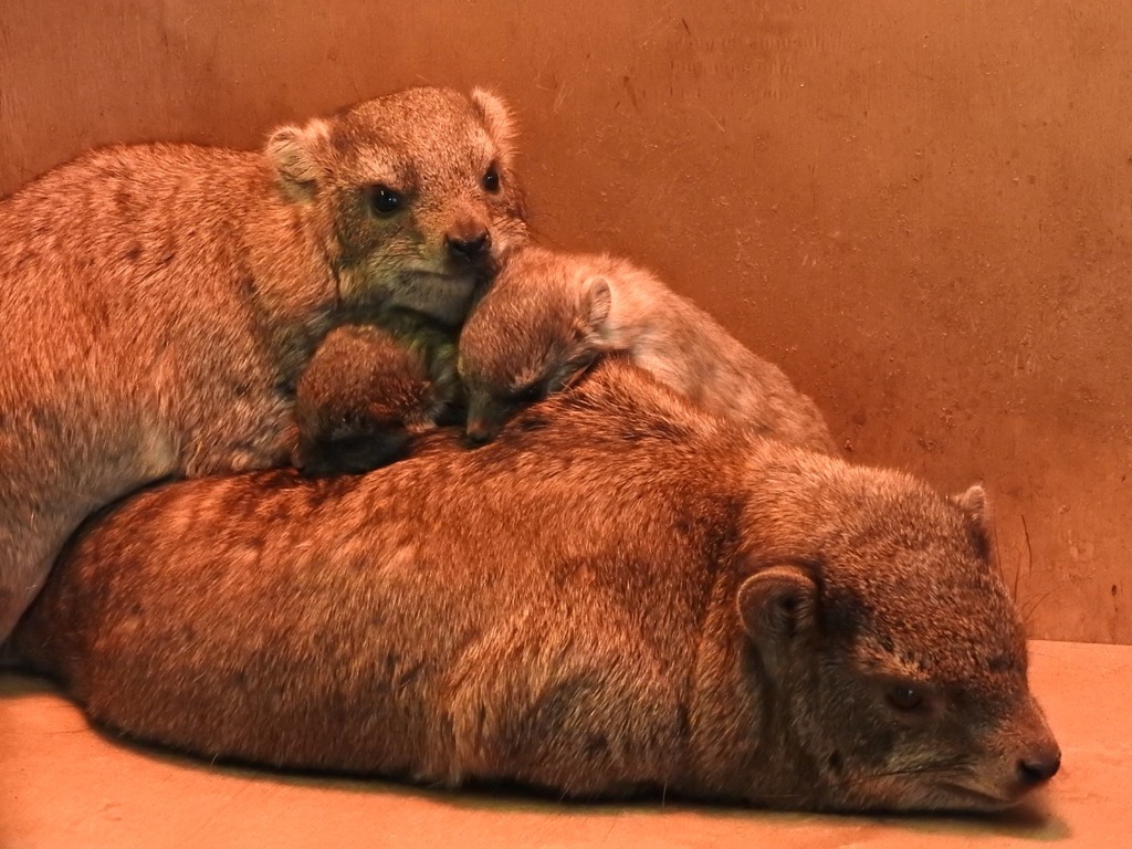 盛岡市動物公園