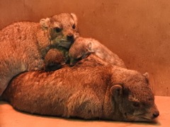 盛岡市動物公園