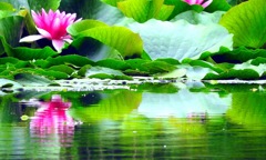 蓮の華