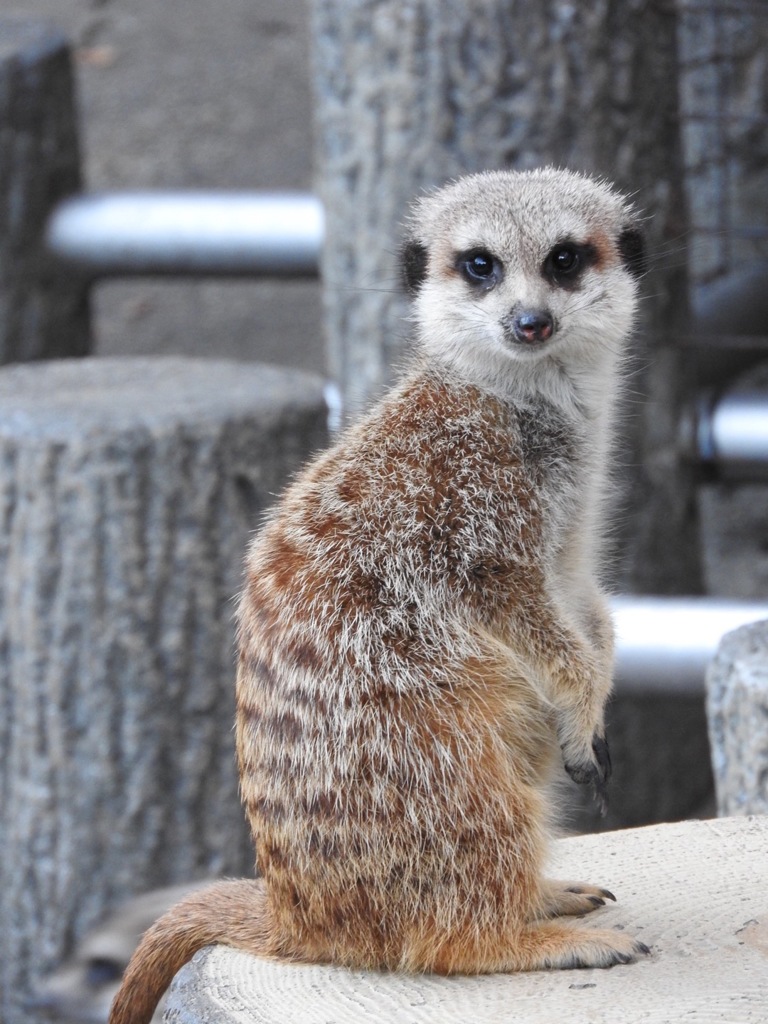 盛岡市動物公園