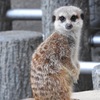 盛岡市動物公園