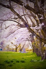 桜