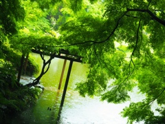 雨の新宿御苑