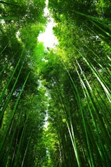竹林