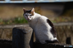 野良猫