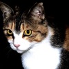 野良猫