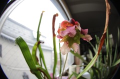 サラセニアの花