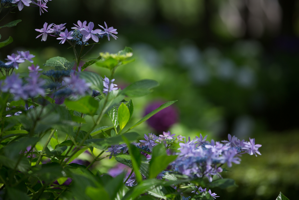 紫陽花