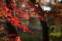 December - 紅葉