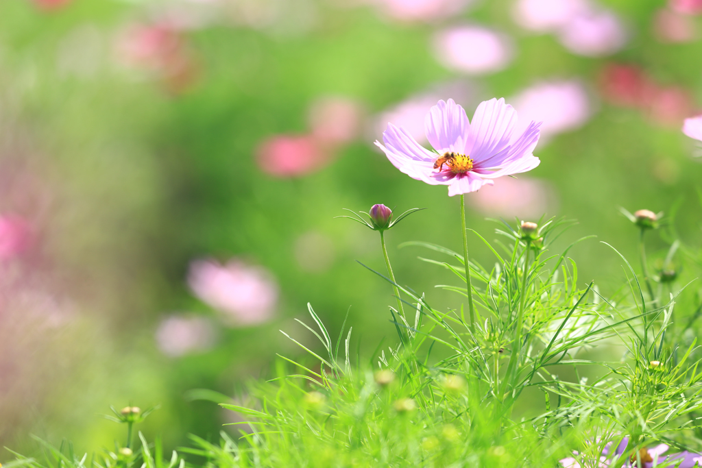 秋桜