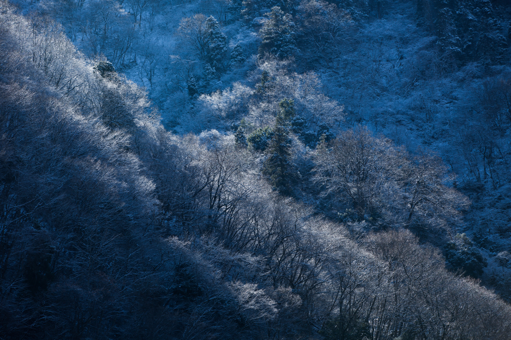 朝の光