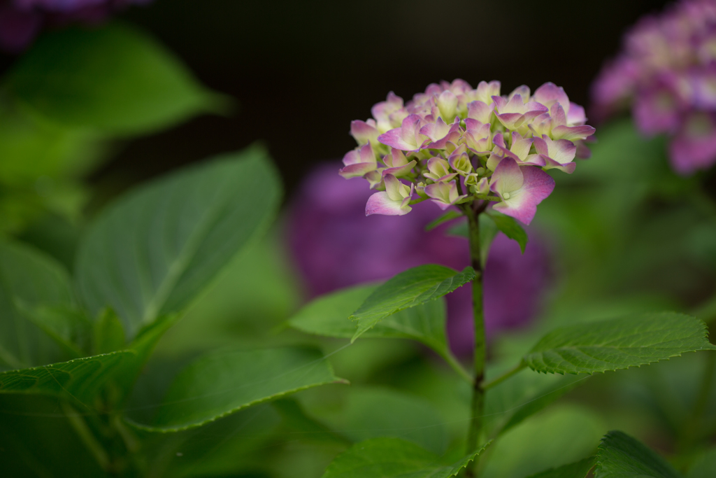 紫陽花