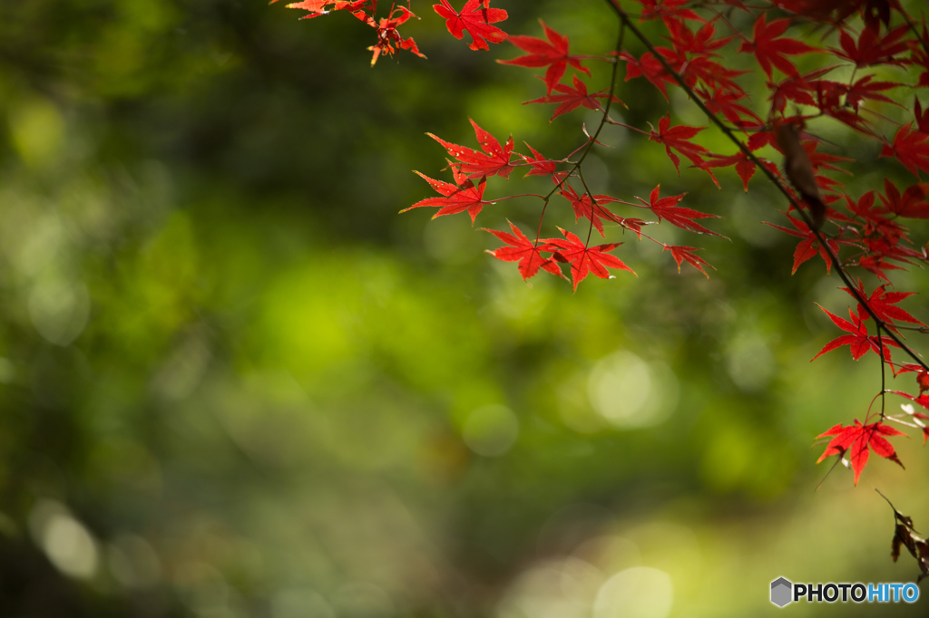 紅葉