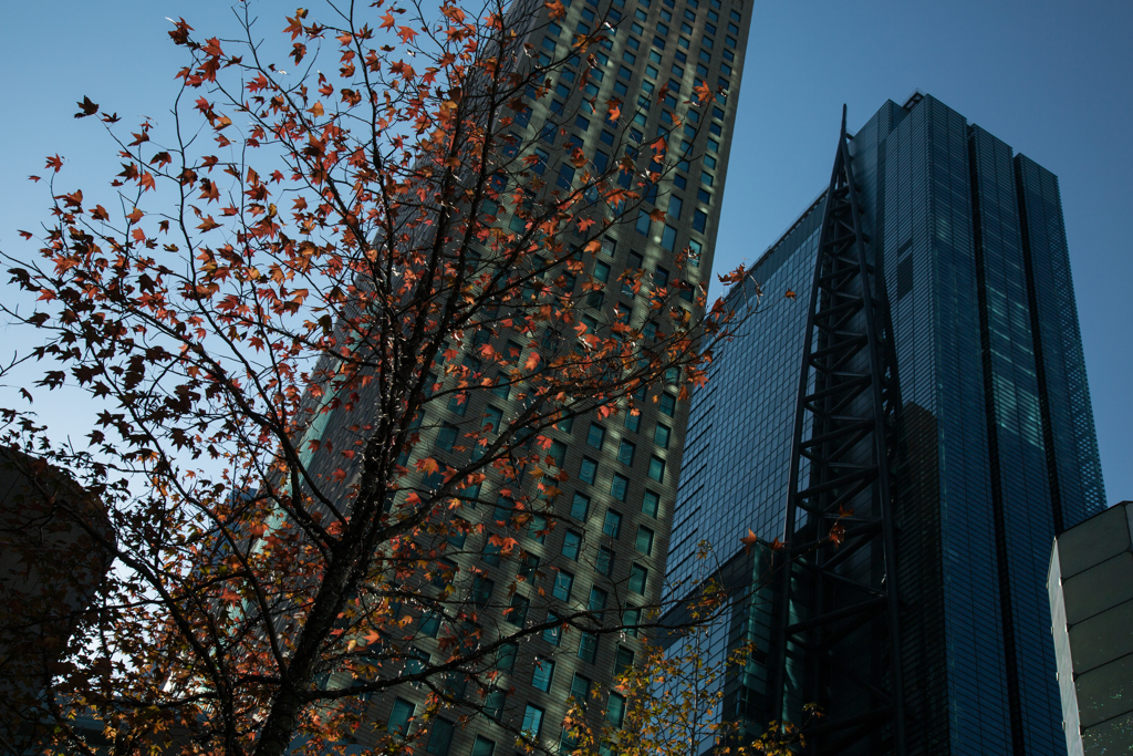November - 街路樹